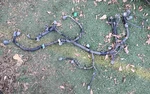 92-95 Honda Civic Engine Wire Harness Manual Transmission D15B7 OBD1 Speed Oem. Fixed Price $140.00.